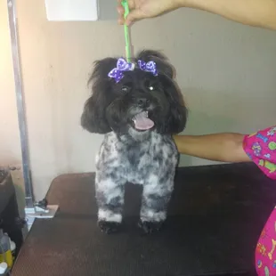 FRONT VIEW AFTER GROOMING