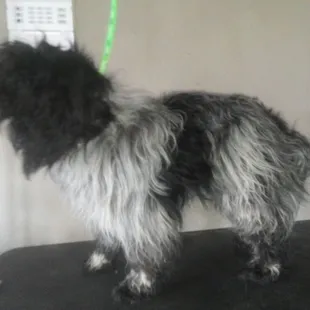 SIDE VIEW BEFORE GROOMING