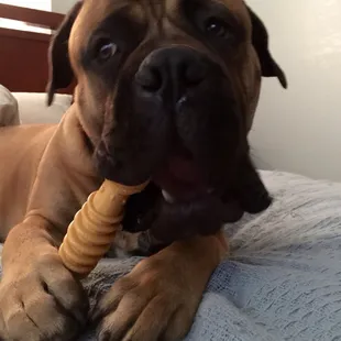 All Paws Pet Center