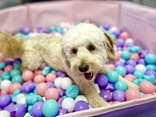 A Doggie Boutique