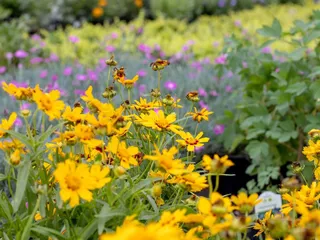 Tree Top Nursery And Landscape