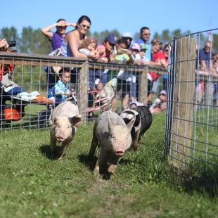 Pigs Racing