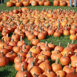 pumpkin patch