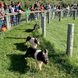 Pig races