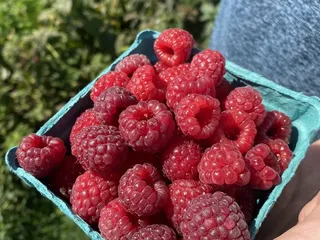 Heider's Berry Farm