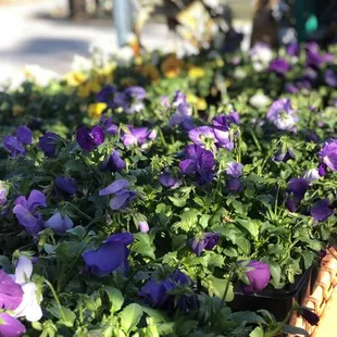 Fall flowers