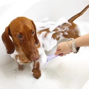 SPaws $25 and up