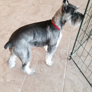 Schnauzers are our specialty