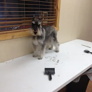 Schnauzers