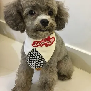 All types of Poodles.