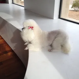 Poodle professionalism !