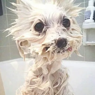 Specialty  spa (bath, nails, ears and annals any small dog. $25. We are a cage free facility. No aggressive breeds