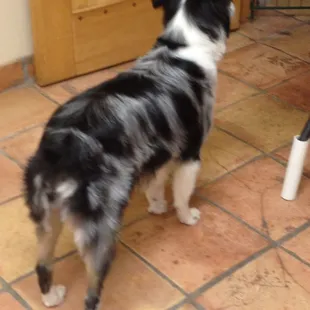 Australian shepherds?...  no problem!
