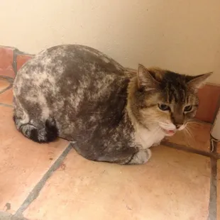 Yes we groom cats!
