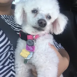 They did an excellent job on all three of our poodles! The owner is very sweet! Definitely go by!