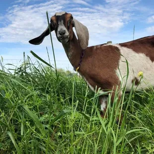 a goat in a field