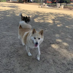 Small dog park