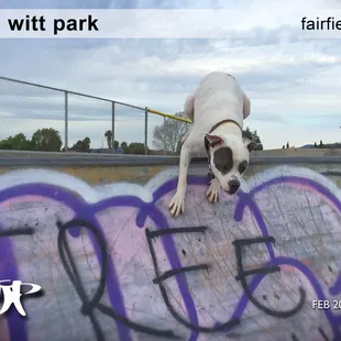 HAPA Boy - "Dropping in"