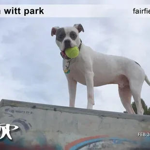 HAPA Boy - "Ball'n @ the skatepark"