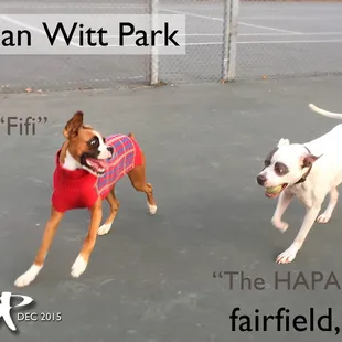 "A tired dog is a happy dog."