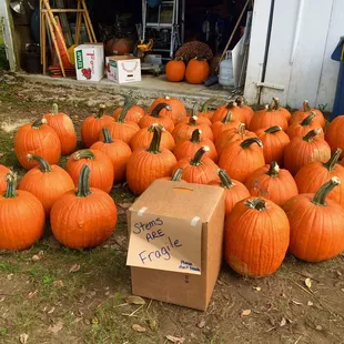 Some pumpkin in front of marketplace.  9/24/2016