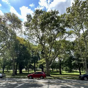 Trees, grass, and picnic tables