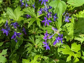 Barking Slopes Conservation Area