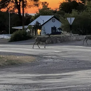 Wildlife close by to watch