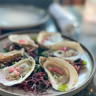 Oysters