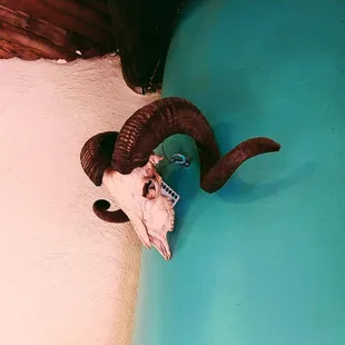 a ram's skull on the wall