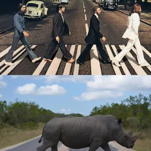 We Enjoyed our Trip to South Africa...

Abbey Road Rhino