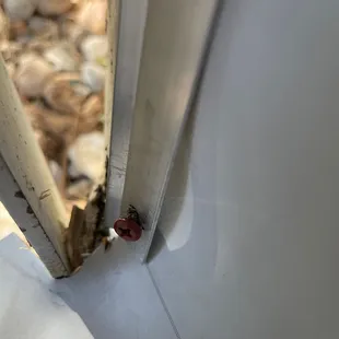 Already pulling from the wall