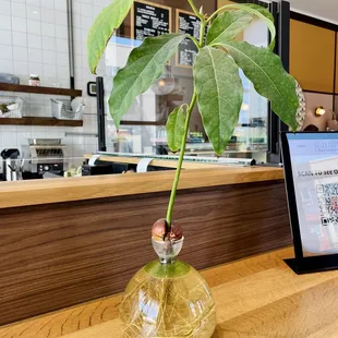 Growing an avocado