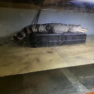Crappy Alligator Enclosure