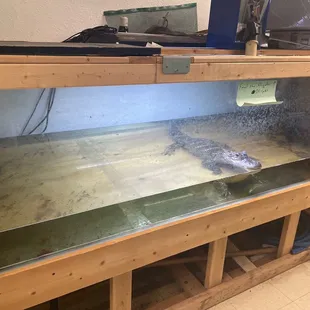Poor animal - in a dirty tank, no natural habitat whatsoever, just being used to make money off people so you can feed it.