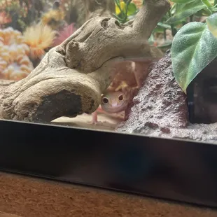 A very pretty gecko I met!