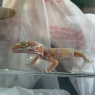 My son, George, the Albino Leopard Gecko!