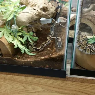 Cracked glass. The snakes are overcrowded and are visibly distressed.