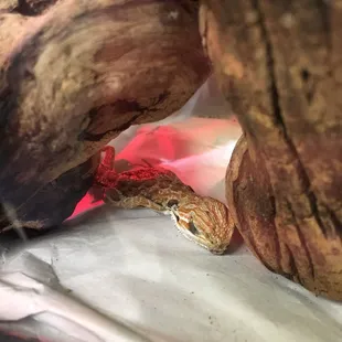 Bearded dragon