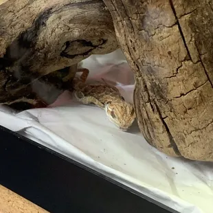 Bearded dragon