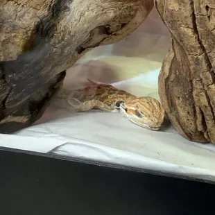 Bearded dragon