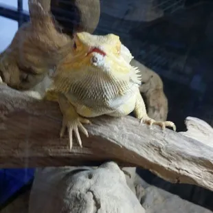 Bearded dragon is missing the tip of her nose. They breed these themselves so this happened in the store.