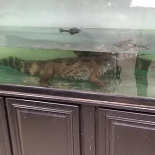 These alligators can&apos;t turn around. They have no room whatsoever to move.