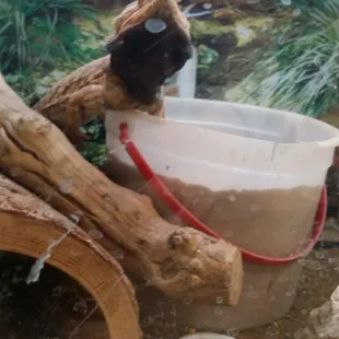 Bearded dragons change color when distressed. I&apos;ve never seen one this upset. Notice the cluttered enclosure.
