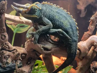 Exotic Pets