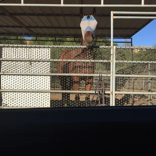Alliston Equestrian & East Bay Riding Academy