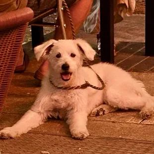 A little cutie that was accompanying a couple dining at that table.