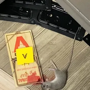 Rats