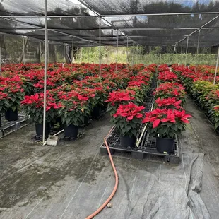 Gorgeous poinsettias!