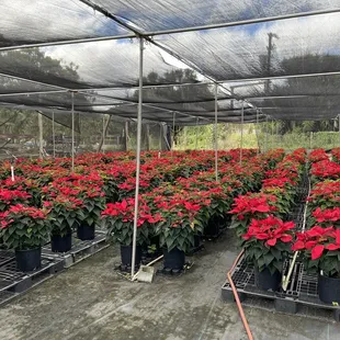 Various sizes available.